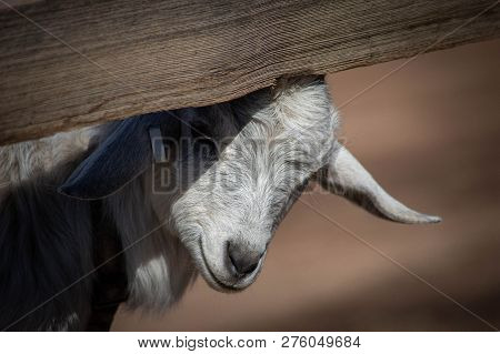 Adorable Baby Goat Peeking Out From Under A Split Rail Fence. Farm, Spring, State Fair And Education