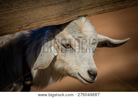 Adorable Baby Goat Under A Split Rail Fence. Farm, Spring, State Fair And Educational Concepts.