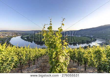 Famous Moselle Sinuosity At  Leiwen Called Zummet Hights