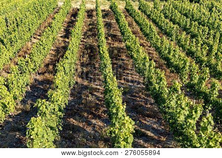 Detail Of Vine In Green Vineyard