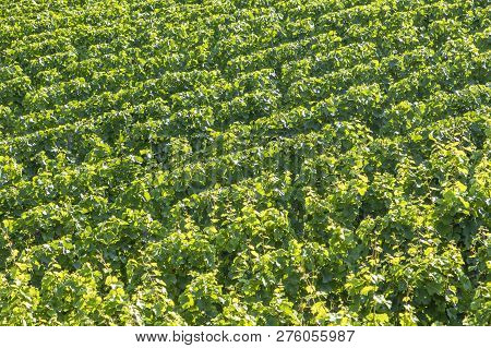 Growing Vine In The Vineyard In Moselle Valley