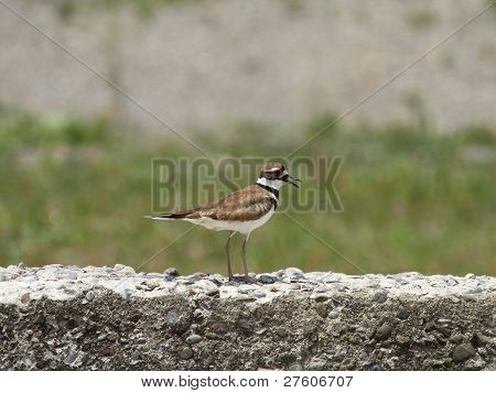 Killdeer eski bir beton duvar