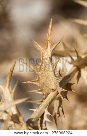 Yellow Dry Burdock Leaf As Growled Plant Full Of Thorns And Spike Concept Background