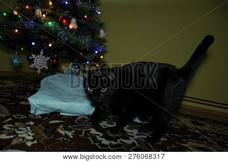 Chomutov, Czech Republic - December 24, 2018: Black Cat Violka By Her Gift Under Christmas Tree