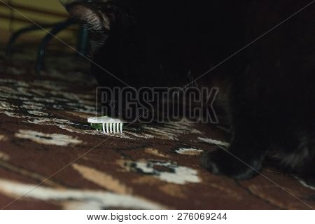 Chomutov, Czech Republic - December 24, 2018: Black Cat Violka And Robotic Beetle