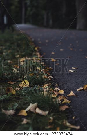 Moody Photo Of The Road In A Park, Between Woods - Desaturated, Vintage Look