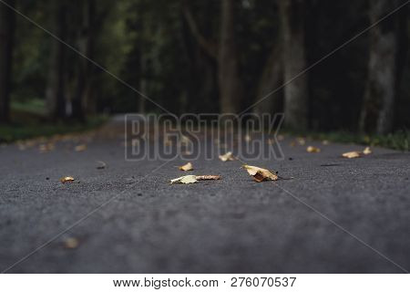 Moody Photo Of The Road In A Park, Between Woods - Desaturated, Vintage Look