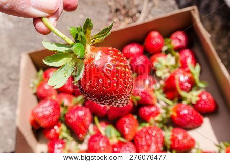 Hand Holds A Ripe Strawberry, Freshly Picked From A Farm