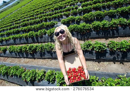 Overhead Top View Of A Blonde Woman Picking Strawberries In A Field At A Farm