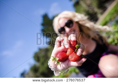 Artistic Angle Of A Female Picking Strawberries From A Farm Field. Focus On The Strawberries, Intent