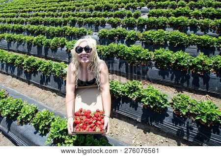 Overhead Top View Of A Blonde Woman Picking Strawberries In A Field At A Farm