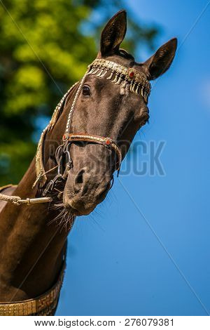 Close Up Portrait Of Beautiful Dark Brown Akhal Teke Horse With Silver And Red Show Halter And A Lea