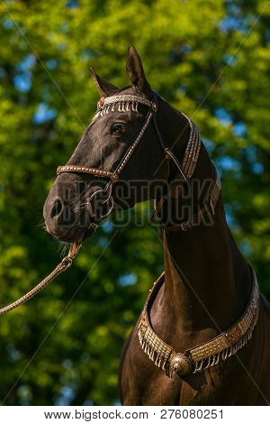 In Profile Portrait Of Beautiful Dark Brown Akhal Teke Horse With Decorated Silver Show Halter On St