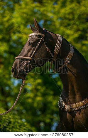 In Profile Portrait Of Beautiful Young Dark Brown Stallion Of Akhal Teke Horse Breed With Fancy Silv