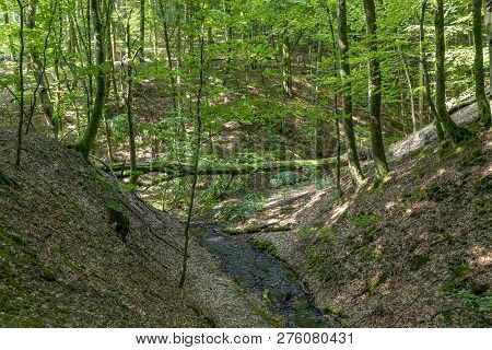 Scenic Tiefenbach Path In The Forest Of Sankt Wendel