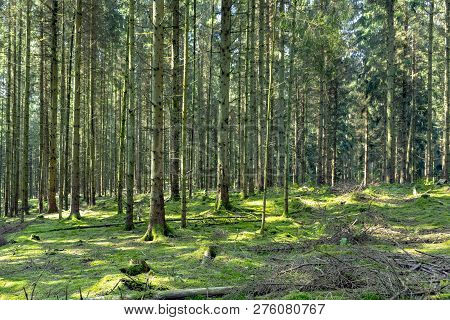 Scenic Tiefenbach Path In The Forest Of Sankt Wendel