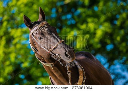 Beautiful Dark Brown Akhal Teke Horse With Decorated Silver And Red Show Halter On Standing In A Pas