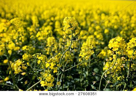 Colza (ราปาผัก)
