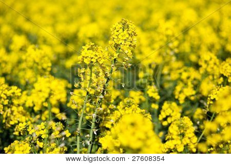 Colza (ราปาผัก)