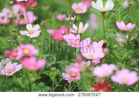 A Cosmos Bipinnatus Cloroful Flowers Garden In Spring