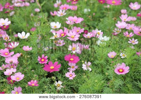 The Cosmos Flower On A Green Back Ground Closeup