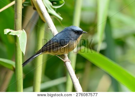 Beatiful Male Slaty-blue Flycatcher (ficedula Hodgsonii) Possing On The Branch