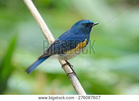 Beautiful Male Himalayan Bluetail (tarsiger Rufilatus) In Thai Forest