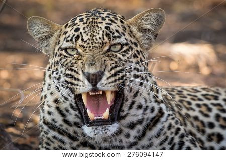 Stunning Looking Male Leopard Snarling At Nearby Safari Vehicle.