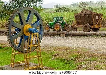 At The Sugarcane Harvest In Costa Rica