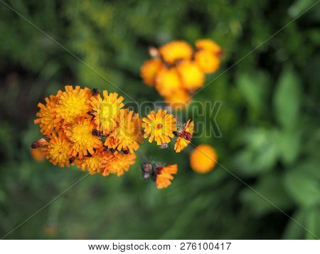 Orange Hawk Eye Or Hawkweed Wild Flower In Bloom With Green Background