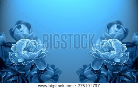 Art Photo Tree-like Peony, Tree-shaped Peony In The Garden, Peony Petals Close-up, Blue Background.