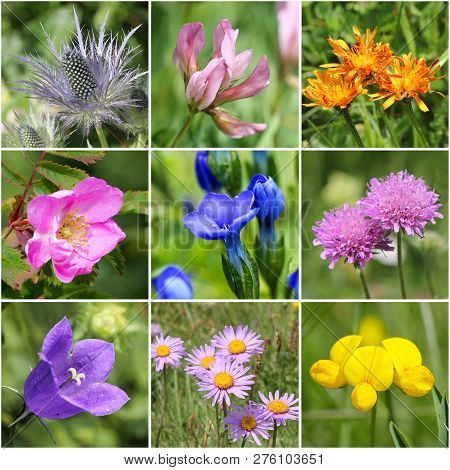 Alpine Flora Collage Ii (from Top Left: Alpine Sea Holly, Trifolium Alpinum, Yellow Rattle, Rosa Pen