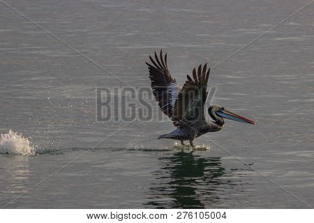 Pelican Swimming In The Ocean In Peru