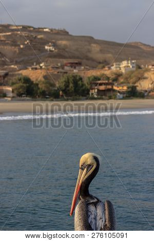 Pelican Swimming In The Ocean In Peru