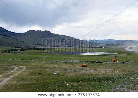 Mountain Landscape With Cows In The Ulagan District Of The Altai Republic