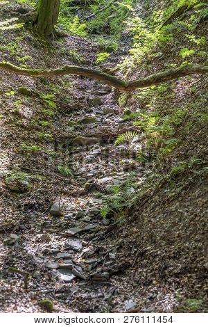 Wild Tiefenbach Trail In The Forest Of Sankt Wendel, Germany