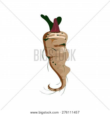 Ginger Root Illustration. Vegetable, Ground, Growth, Food. Farming Concept. Vector Illustration Can 