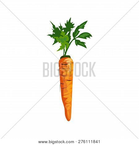 Orange Carrot Illustration. Vegetable, Ground, Growth, Food. Farming Concept. Vector Illustration Ca