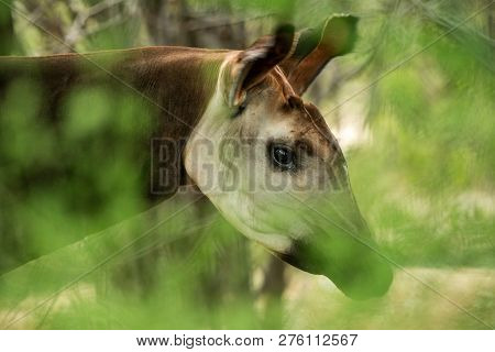 Okapi (okapia Johnstoni), Forest Giraffe Or Zebra Giraffe, Artiodactyl Mammal Native To Jungle Or Tr