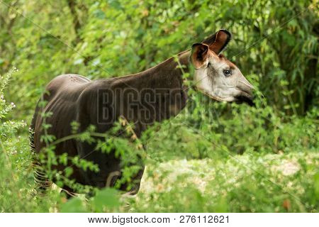 Okapi (okapia Johnstoni), Forest Giraffe Or Zebra Giraffe, Artiodactyl Mammal Native To Jungle Or Tr