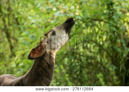 Okapi (okapia Johnstoni), Forest Giraffe Or Zebra Giraffe, Artiodactyl Mammal Native To Jungle Or Tr