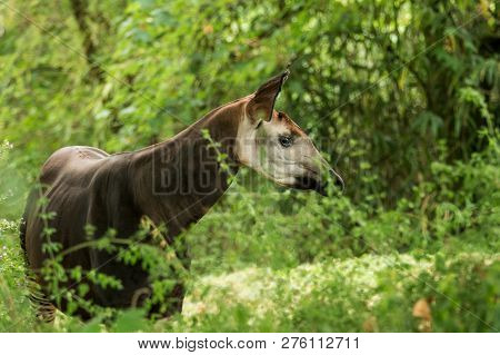 Okapi (okapia Johnstoni), Forest Giraffe Or Zebra Giraffe, Artiodactyl Mammal Native To Jungle Or Tr
