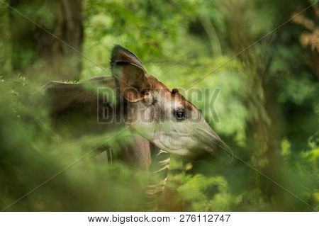 Okapi (okapia Johnstoni), Forest Giraffe Or Zebra Giraffe, Artiodactyl Mammal Native To Jungle Or Tr