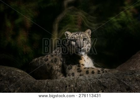 A Himalayan Snow Leopard (panthera Uncia) Lounges On A Rock, Beautiful Irbis In Captivity At The Zoo