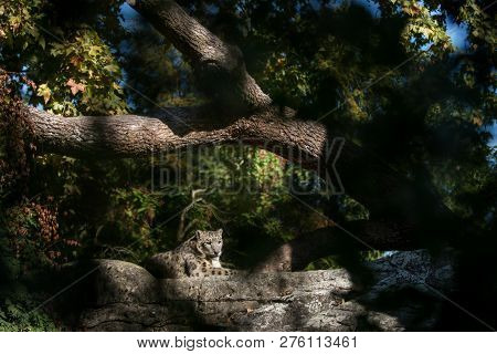 A Himalayan Snow Leopard (panthera Uncia) Lounges On A Rock, Beautiful Irbis In Captivity At The Zoo