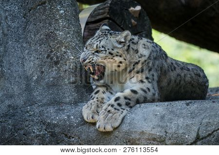 A Himalayan Snow Leopard (panthera Uncia) Lounges On A Rock, Beautiful Irbis In Captivity At The Zoo