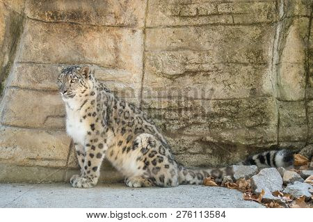 A Himalayan Snow Leopard (panthera Uncia) Lounges On A Rock, Beautiful Irbis In Captivity At The Zoo
