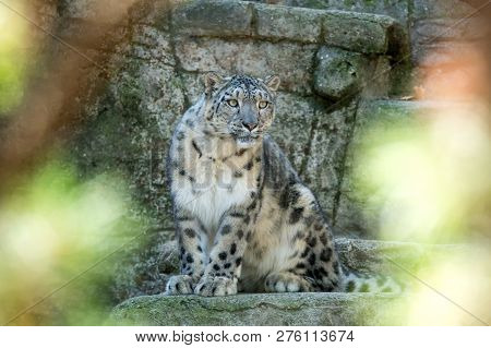 A Himalayan Snow Leopard (panthera Uncia) Lounges On A Rock, Beautiful Irbis In Captivity At The Zoo