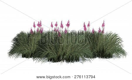Red Yucca Cluster With Shadow - Isolated On White Background - 3d Illustration