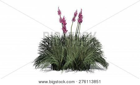 Red Yucca With Shadow - Isolated On White Background - 3d Illustration